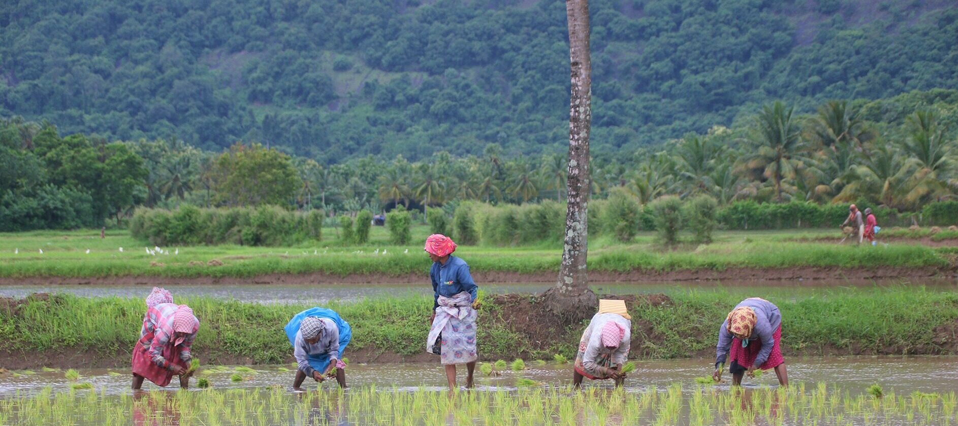 our-efforts-in-india-food-and-land-use-coalition